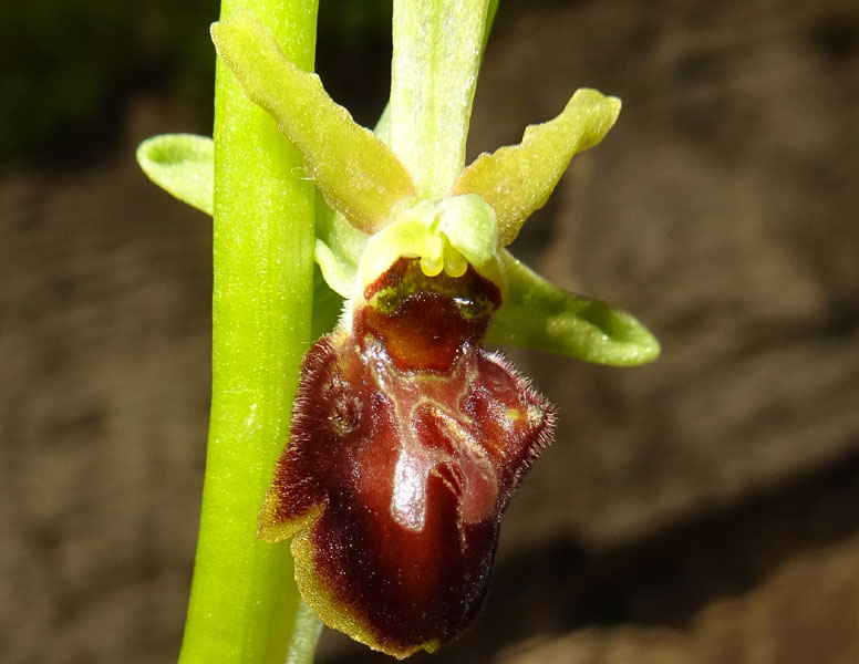 la mia prima..... Ophrys sphegodes